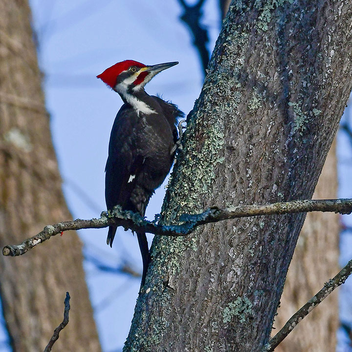 Pileated In The Wild